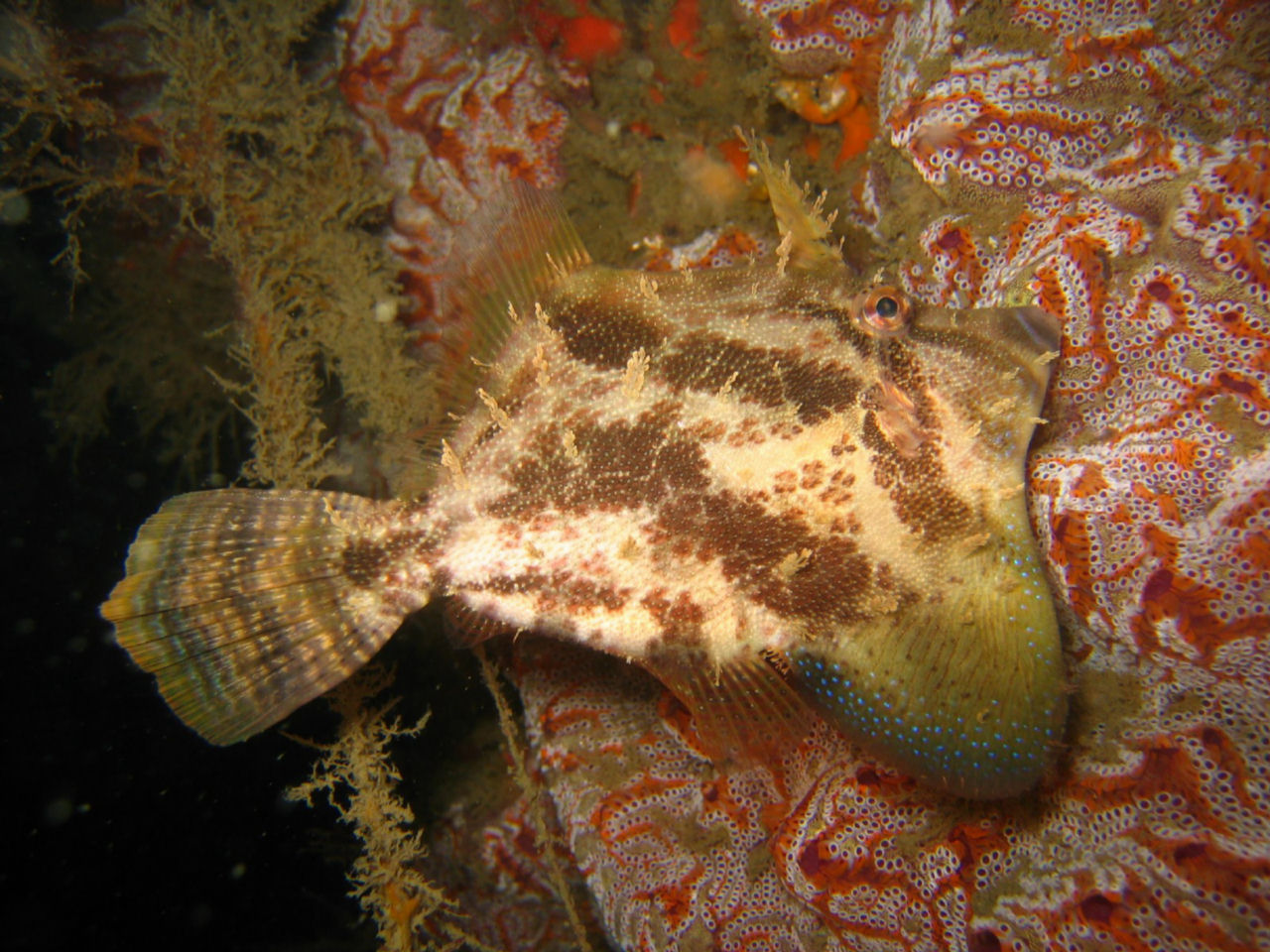 Monacanthus chinensis